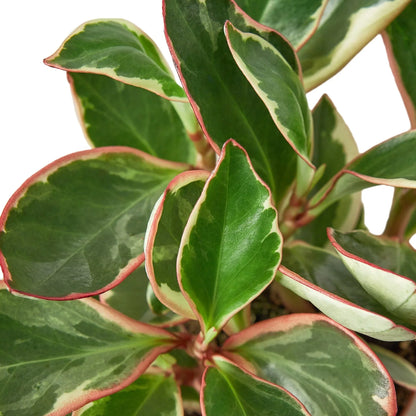 Peperomia 'Ginny' - June Moon Homescapes